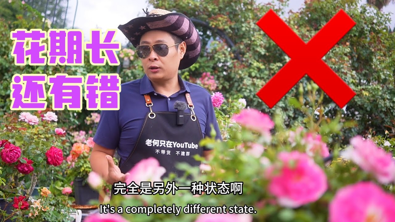 不要贪恋她的美！玫瑰花期长还有错？首饰盒 珠宝盒修剪！园艺篇663