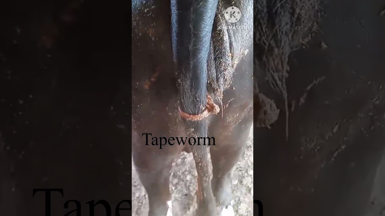 Eliminate Tapeworms: Quick Treatment Tips for Cattle!