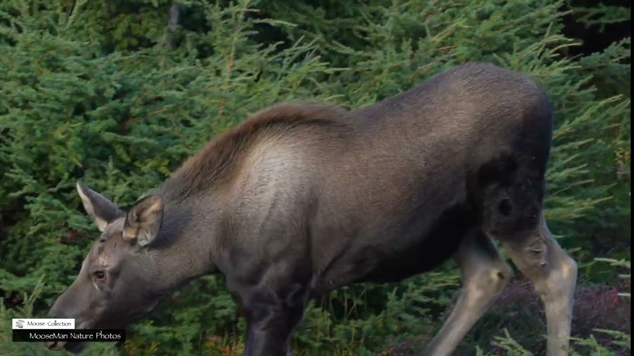 A Big Bull Moose Reaches the End of His Dominance #wildlife #moose #alaska