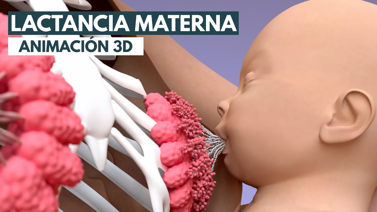Lactancia materna | Animaci&oacute;n 3D