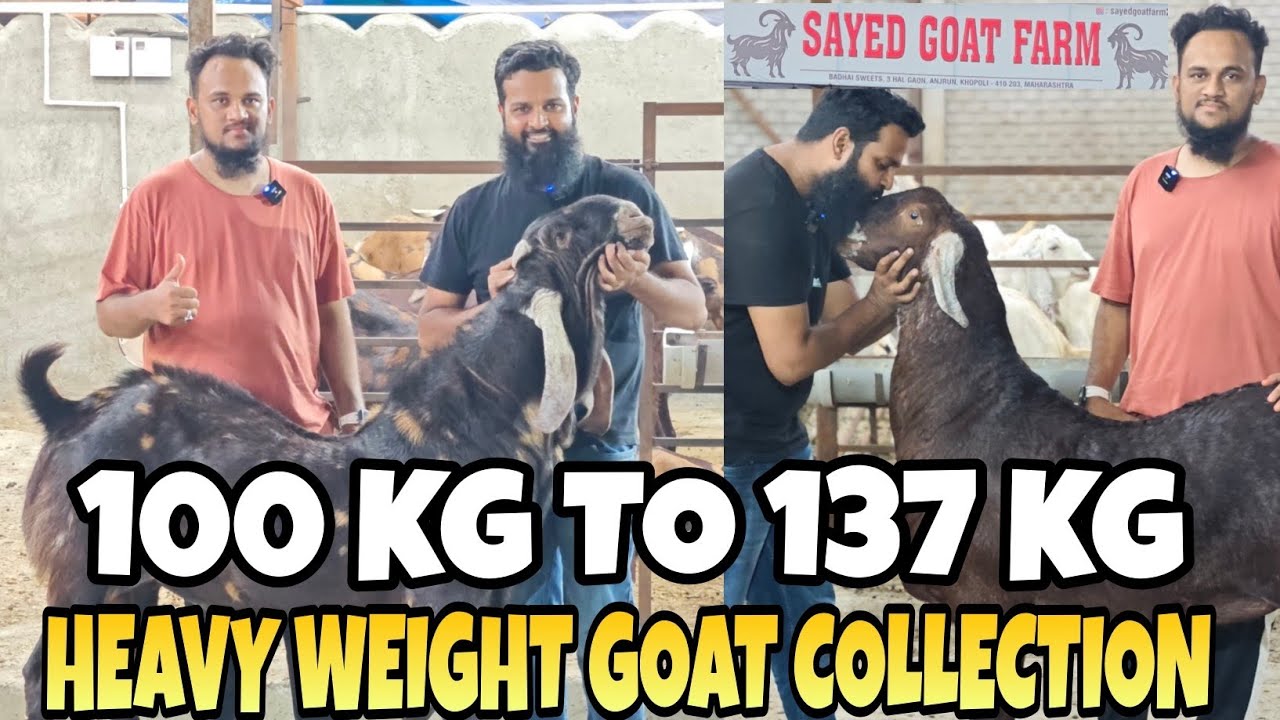 HEAVY WEIGHT SUPER QUALITY GOAT 🐐 COLLECTION OF SAYED GOAT FARM 🐐💯 MUST VISIT HAQSE BAKREBAAZ 🐐♥️