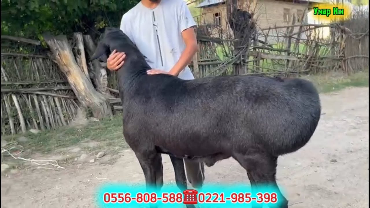 Жуну Өттө Тазза Кочкор Чыкты Сатылат🔥🚚✅👍🇰🇬