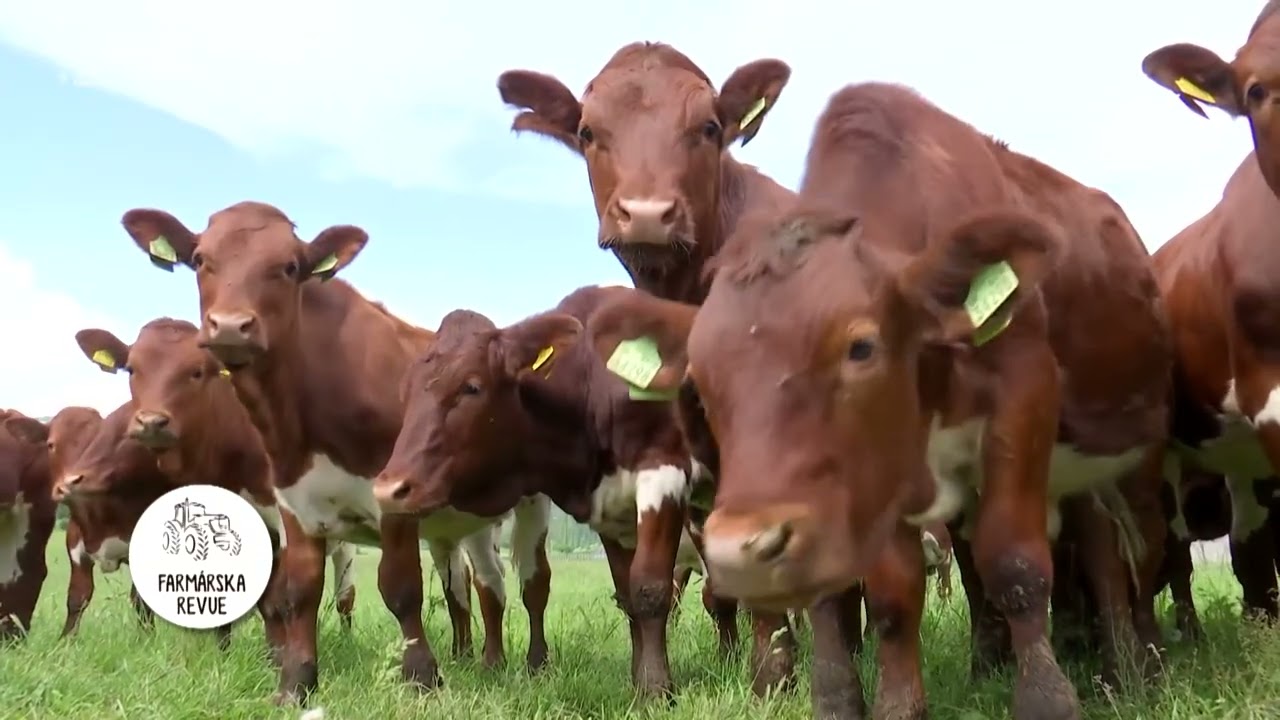Farmárska revue - Zavlažovací Systém, Kravy na Liptove, Zimné Jablká