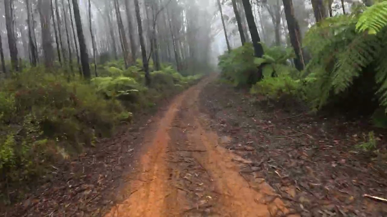 South Coast Adventure - Day 2.2 (RideADV) | Adventure Bike Ride: Deua & Wadbilliga National Parks