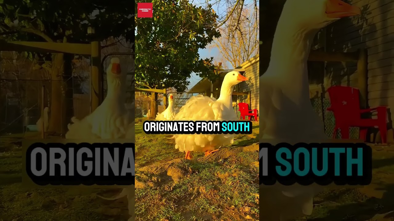 A goose from another dimension