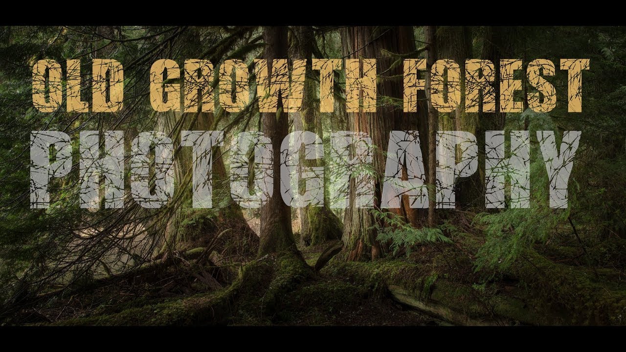 OLD GROWTH FOREST Photography