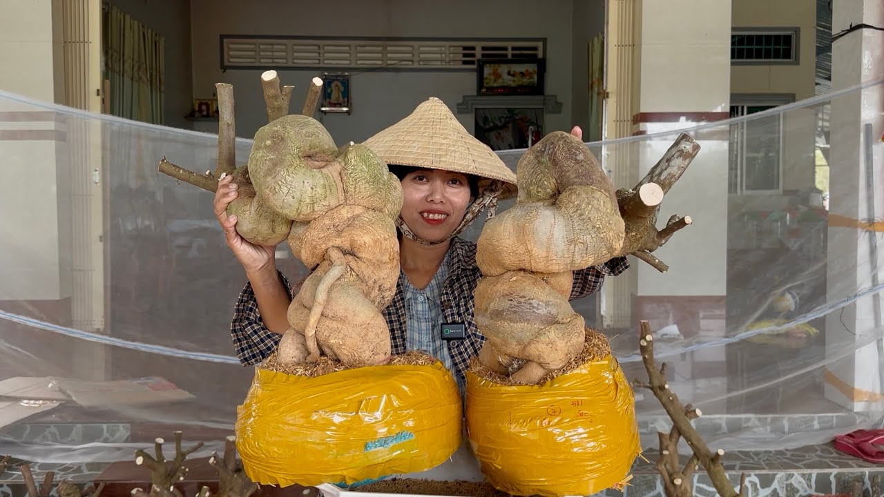 Phôi hoa giấy đẹp quái cây to già đế, siêu co lắc giao lưu toàn quốc ☎0939.421.599 Hương Đoàn