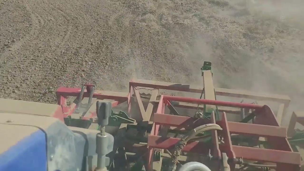 Deve dikeni topluyoruz