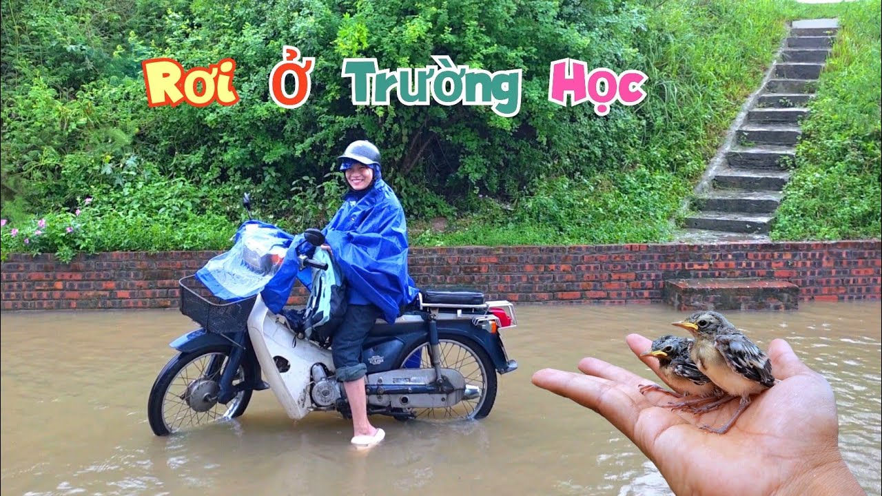 Cứ Mưa Lớn Lại Bắt Gặp Chim Xa Cháu Được Đến Tận Nhà Gửi Nuôi / Quế Nghịch