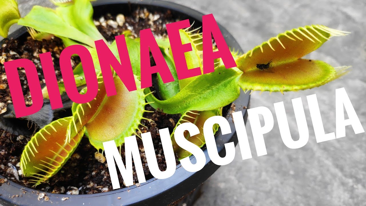 DIONAEA MUSCIPULA. CUIDADOS Y TRASPLANTE DE ESTA PLANTA CARNÍVORA. Y GERMINACIÓN DE DROSERAS.