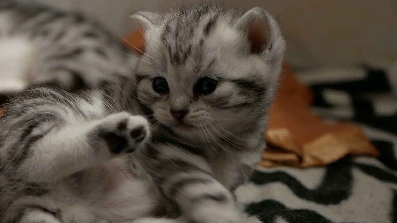 Bkh Tabby Kitten (Whiskas) 3 Wochen alt