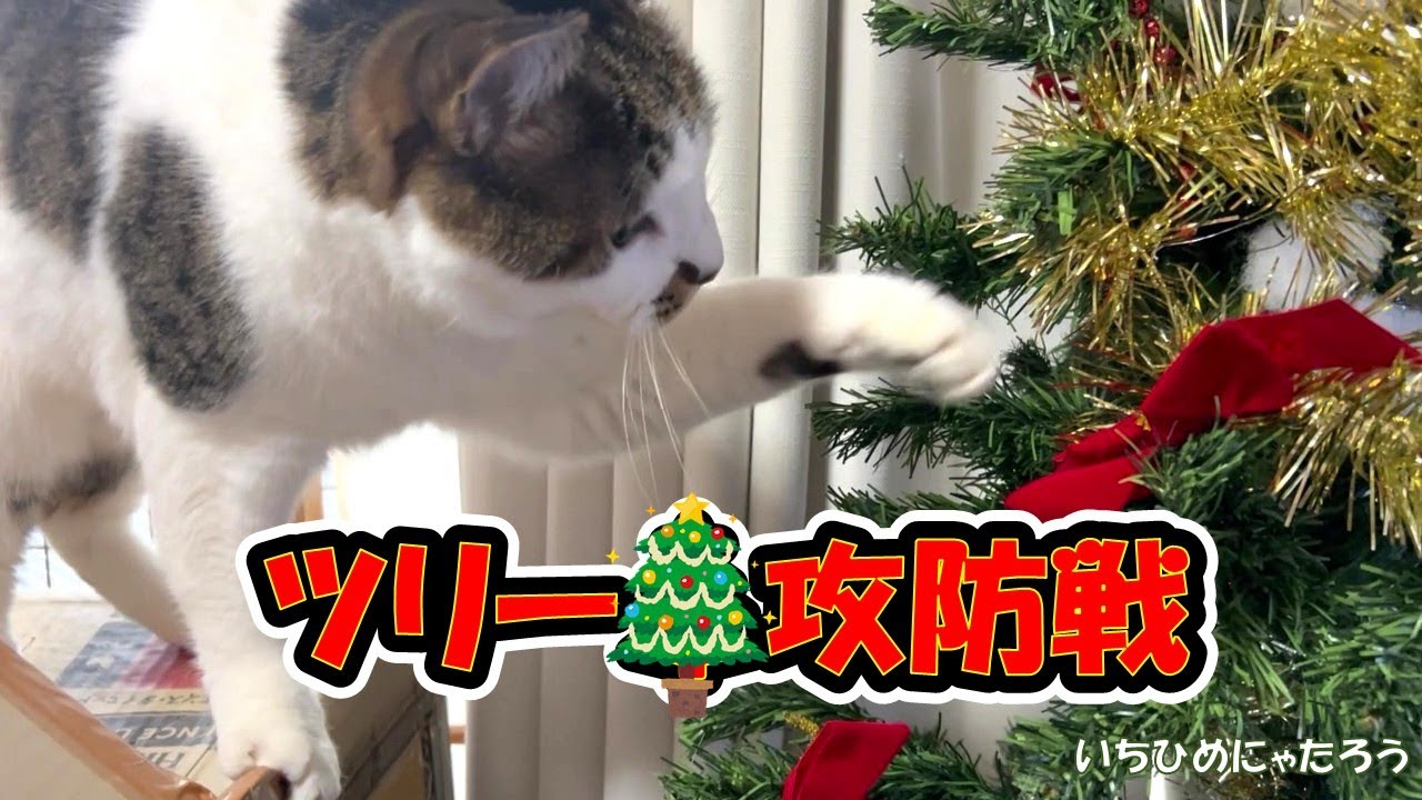 【勝者はどっち❓】小太郎と飼い主のツリー🎄攻防戦😂😾💞　Christmas trees are fun playmates for cats.😽🎄【Video up:Mon, Wed, Fri】