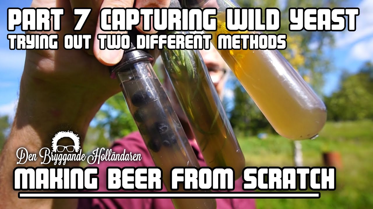 Capturing wild yeast. Part 7 of 'Brewing beer from scratch'.