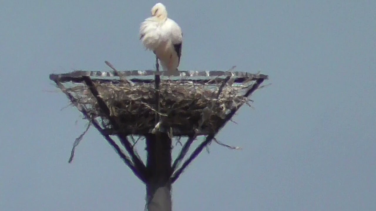 コウノトリ口空け渡良瀬20260309