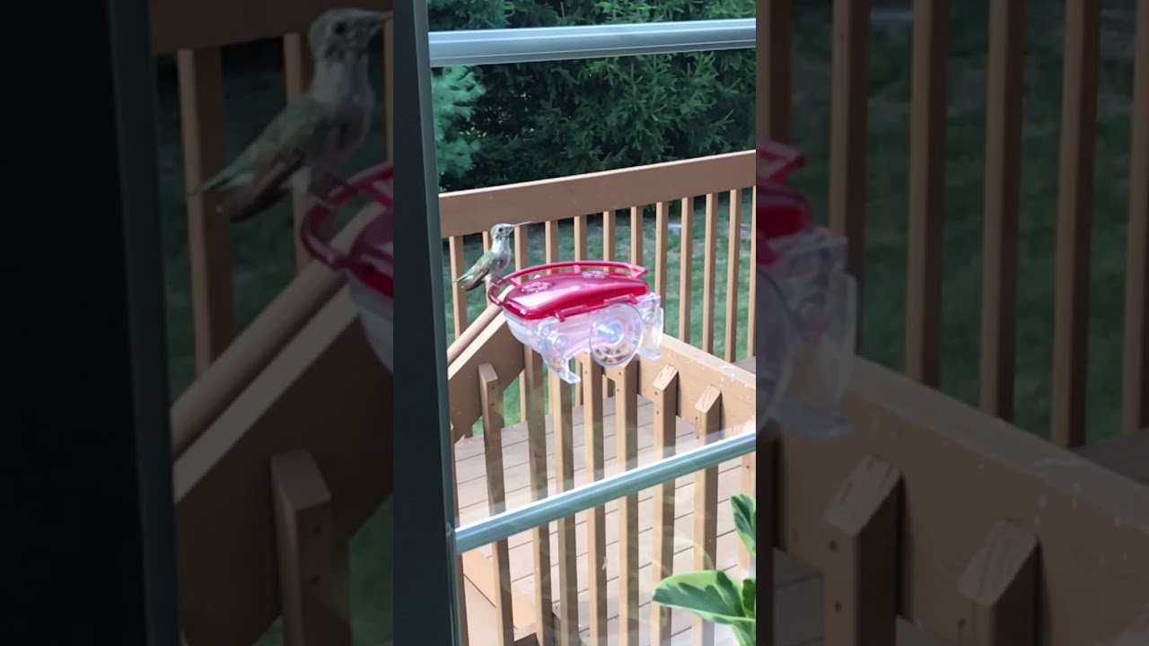 Hummingbird Feeding At Window Feeder in Slow Motion