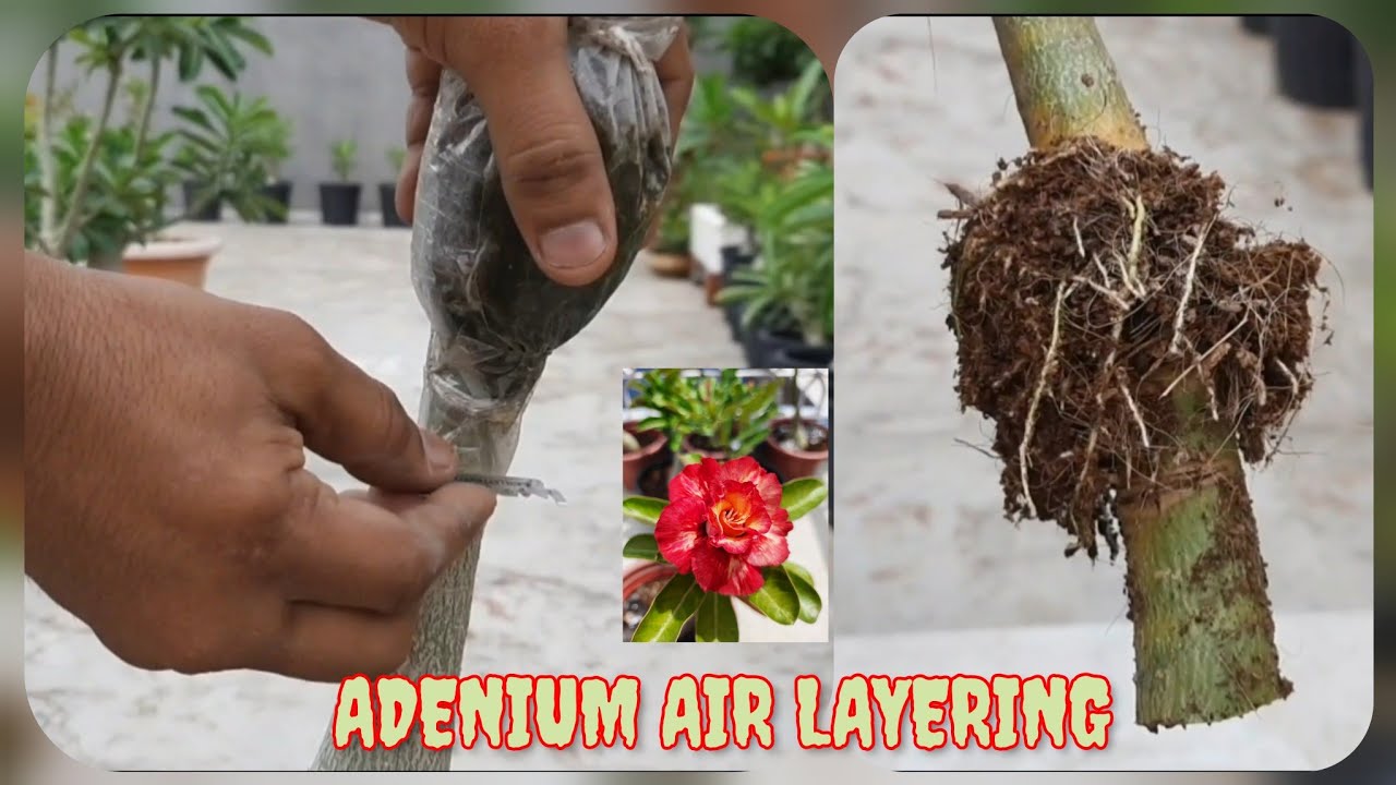 ADENIUM AIR LAYERING