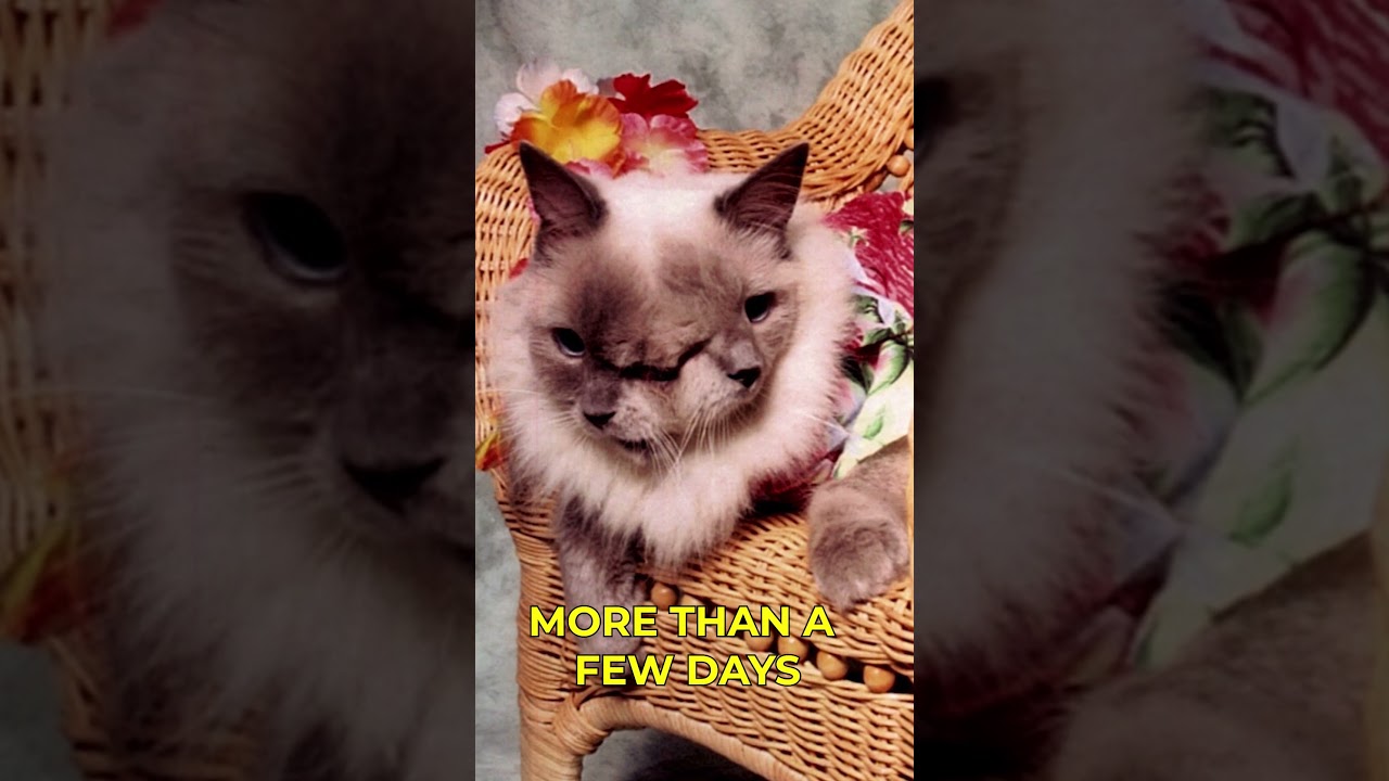The Two-Faced Cat You Won't Believe Exists! #shorts