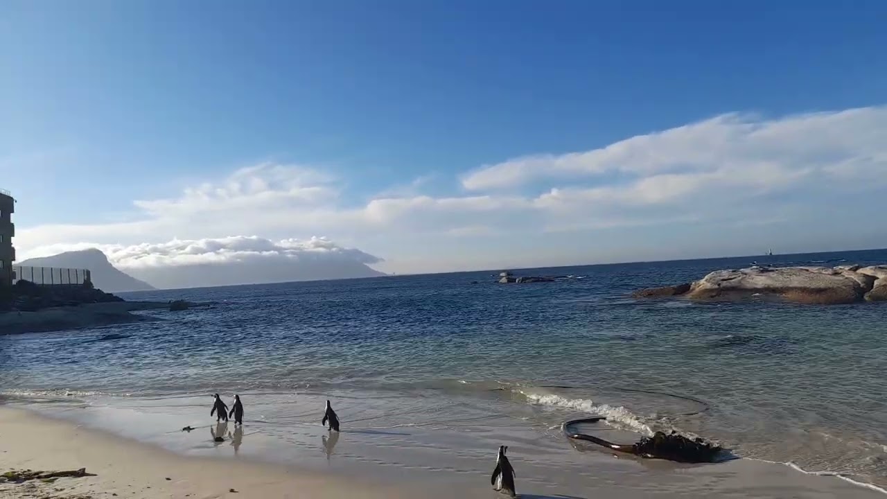 Penguins Walking Peacefully at Seaforth Beach | Near Shark Warrior Adventure Centre &ndash; Part 1