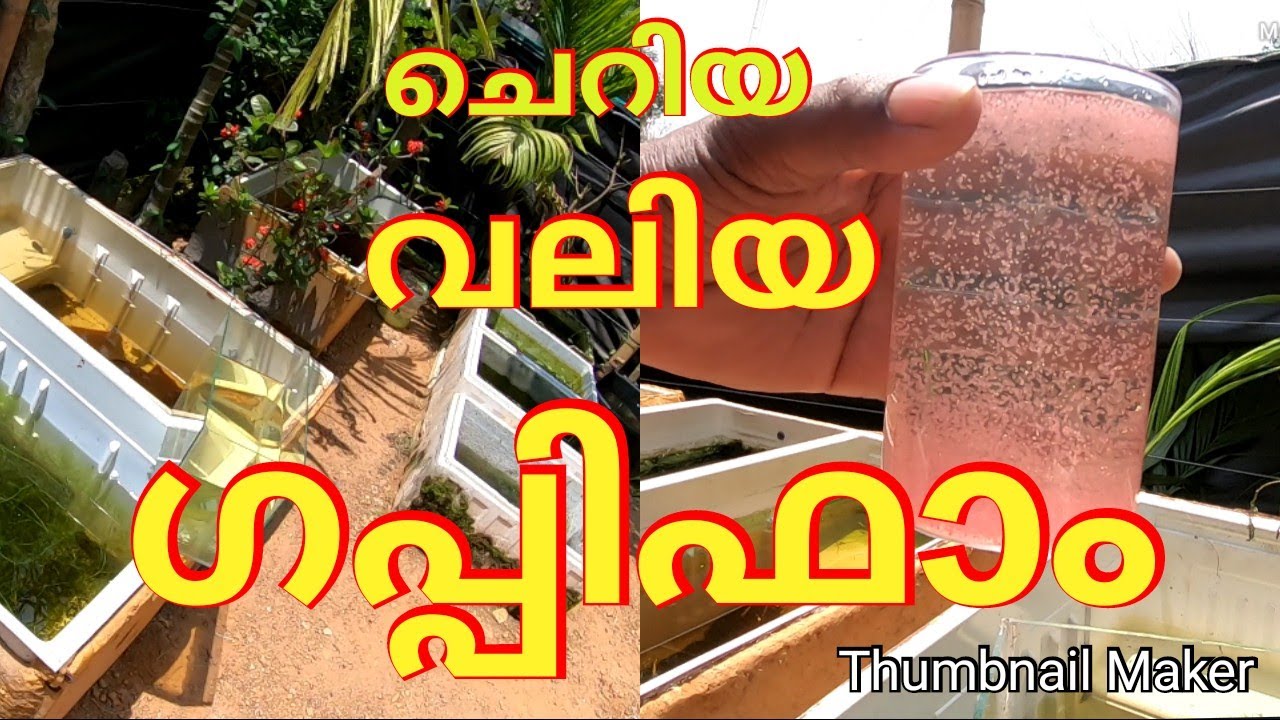 #guppy_farm #fishfarming #Guppyfarm_kerala