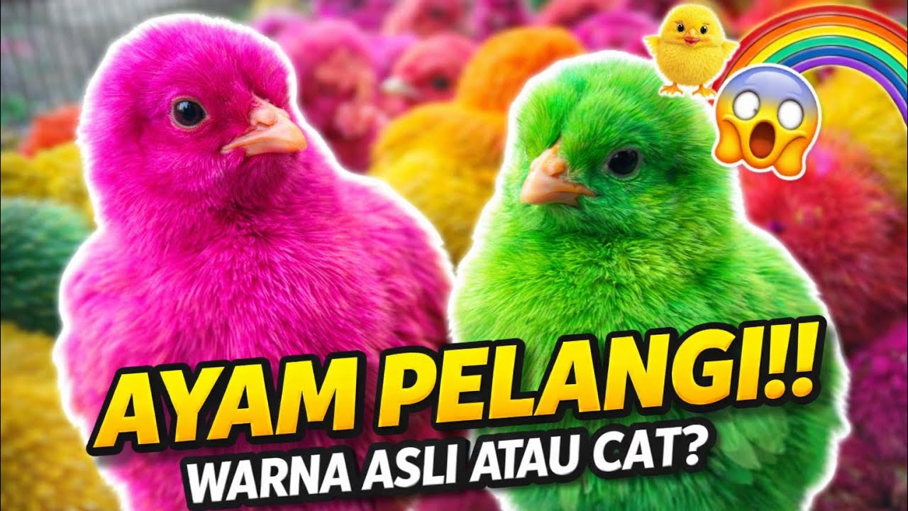 Ayam warna warni untuk para BOCIL warna asli atau chat?‼️🔥❤️‍🔥