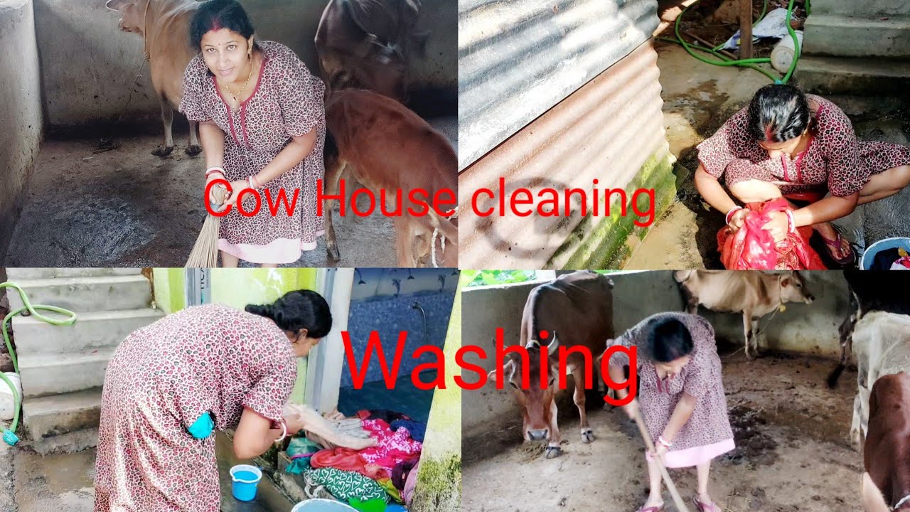 Cow House cleaning 🪠🛖and washing karlam 👗🥻
