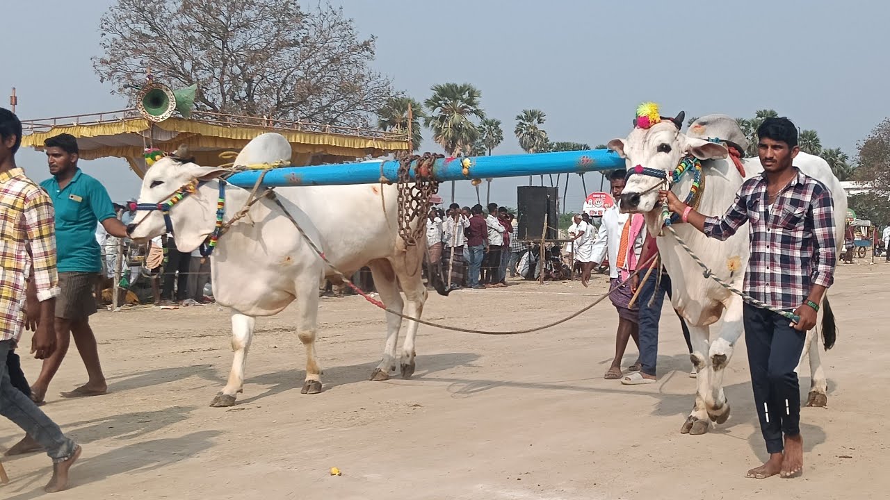 🚩2/3/2026 మాచిరెడ్డిపల్లె సేద్యపు విభాగం 15జత దుత్తలూరు పీరయ్య గారు + సిద్దేశ్వర్ గారు చెన్నూరు( మ)