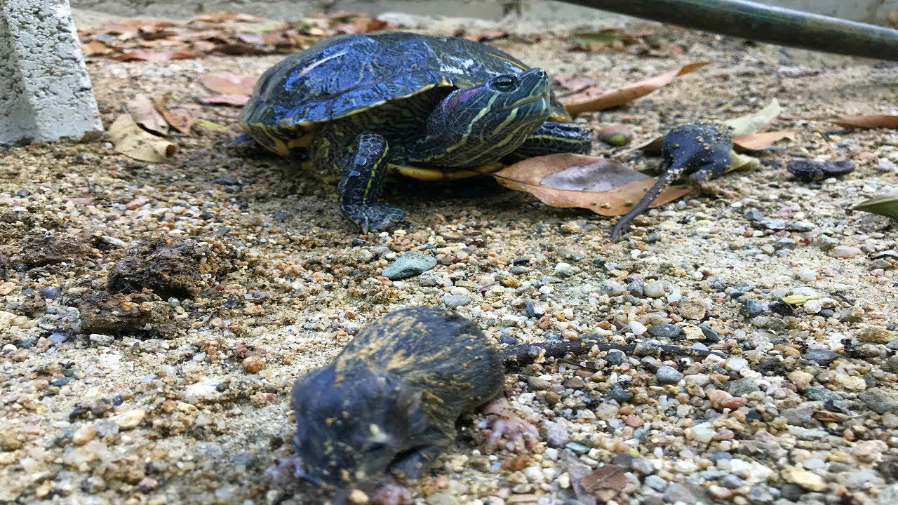 ratas crean madriguera para comerse los huevos de tortugas