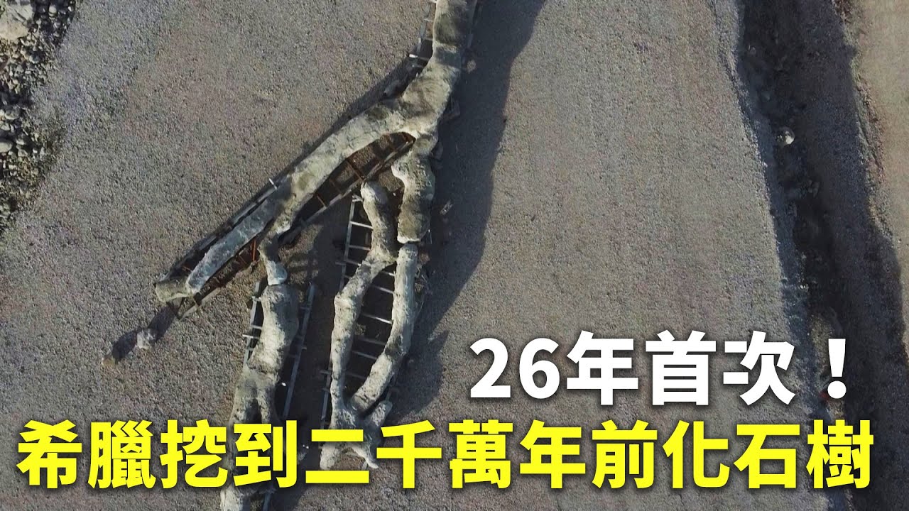 26年首次！希臘挖到二千萬年前化石樹 - 植物化石 - 新唐人亞太電視台