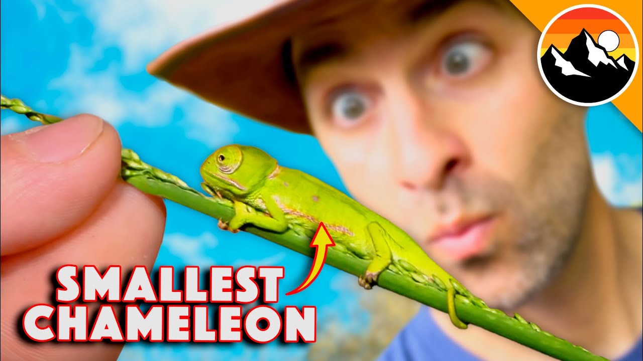 How Big is the TINIEST Chameleon?!