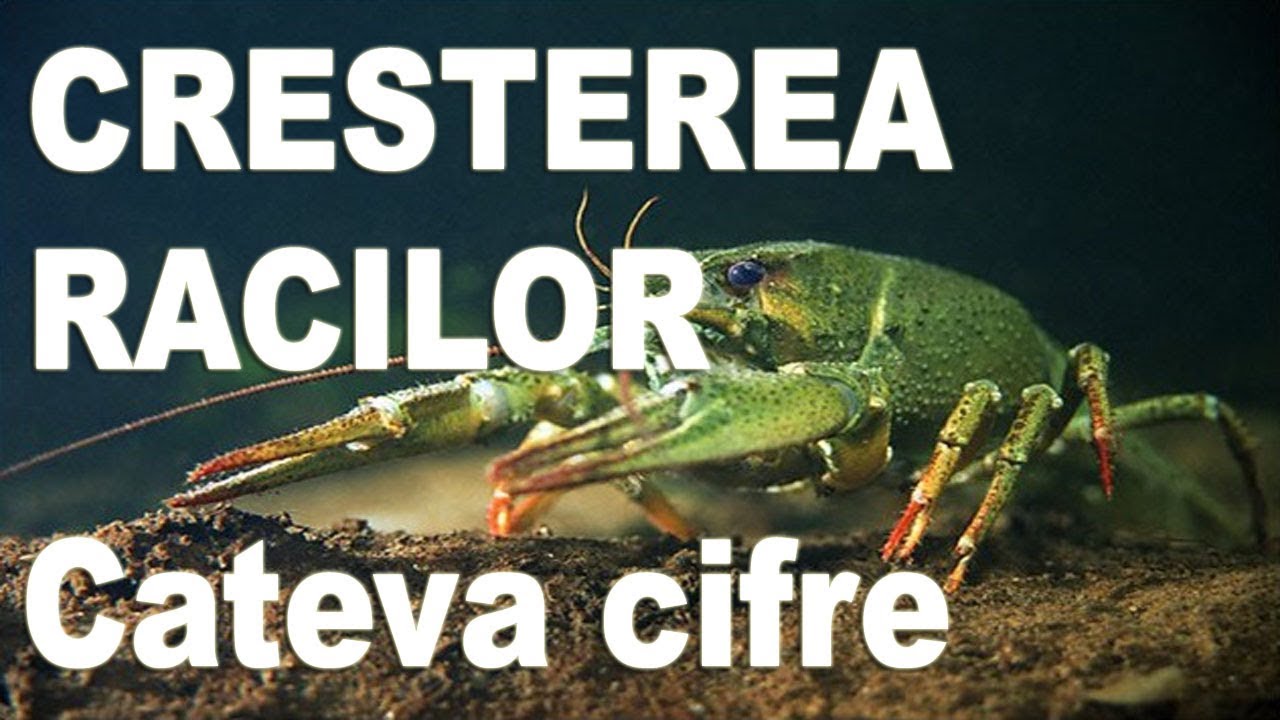 Idei de afaceri - Cresterea racilor - CATEVA CIFRE | NextStep