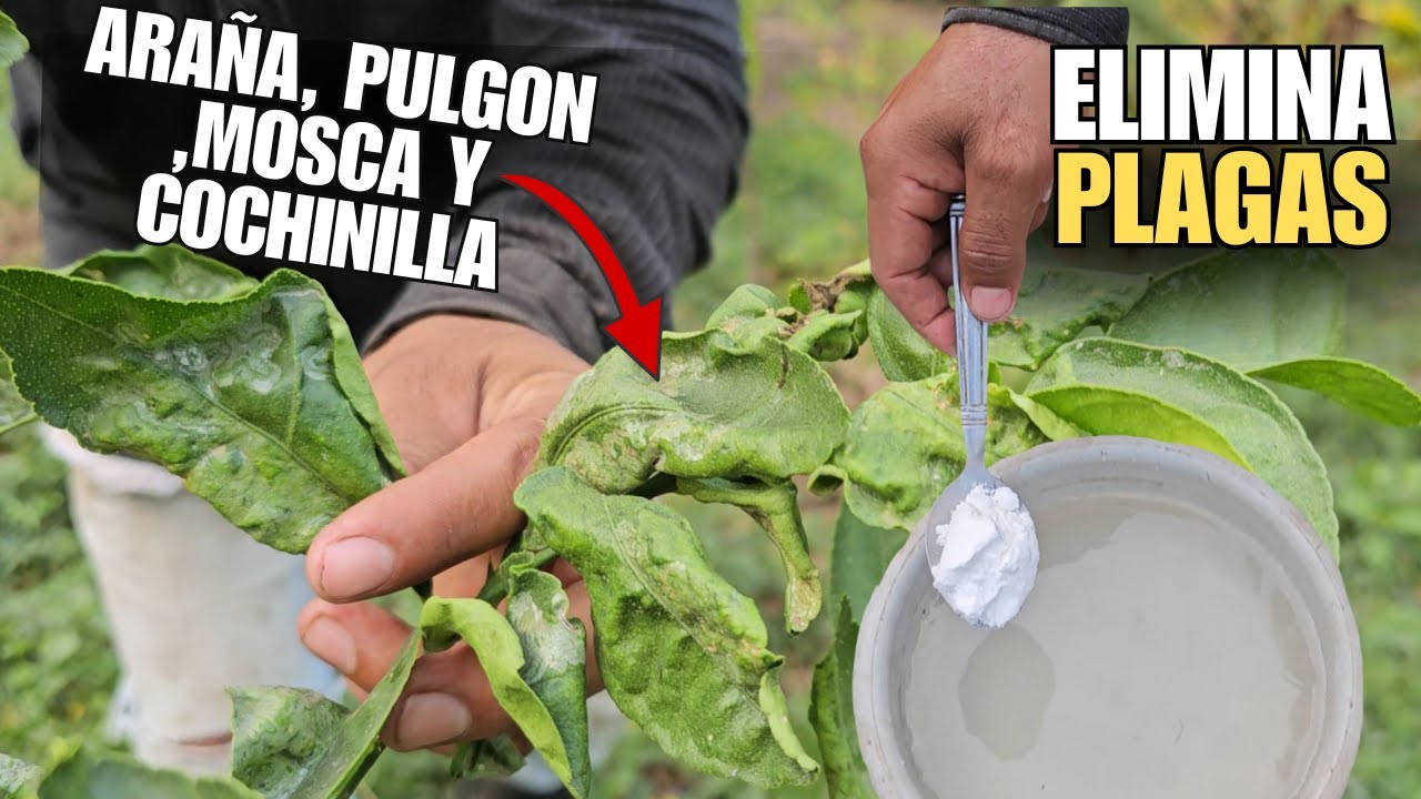 Tu LIMONERO tiene HOJAS ARRUGADAS debes APLICAR este POTENTE INSECTICIDA ACABA con esas PLAGAS