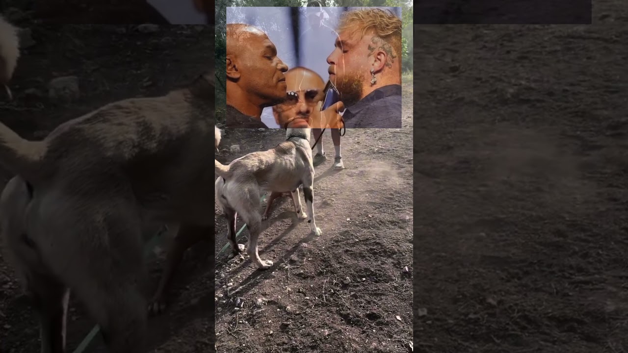 Kangal Vs Angry Pitbull! (🎥 conectacan)