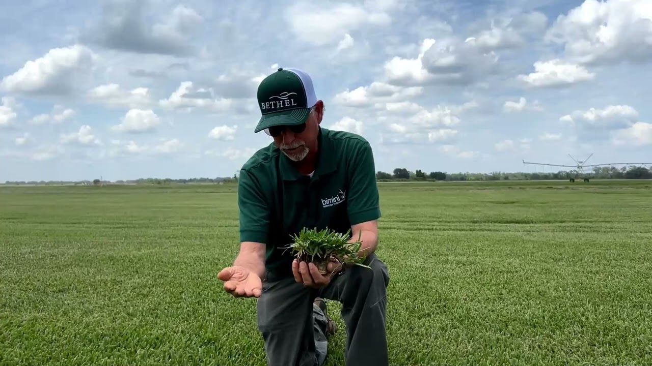 Floratam - St Augustine Grass