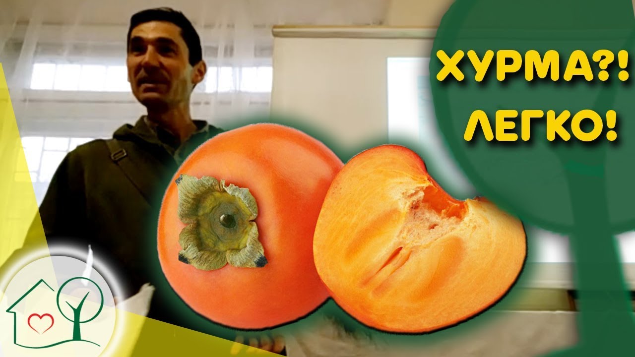 Хурма - выращивание, сорта, укрытие, особенности. Экзоты Н.Николаева