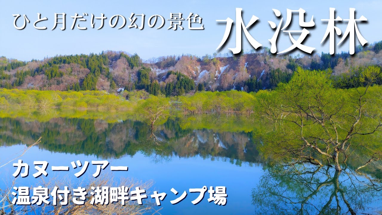 【山形 飯豊】幻想的な水没林の中をカヌーで体験 / 白川ダム湖畔オートキャンプ場と白川温泉