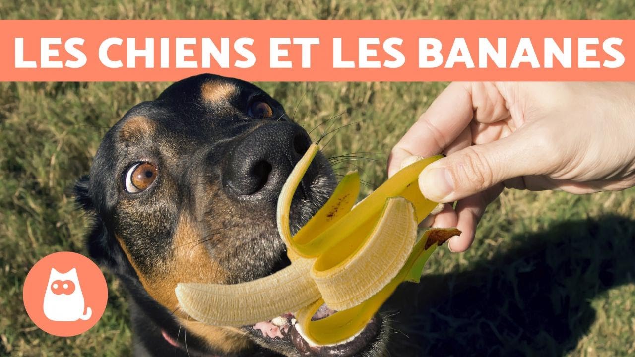 Est-ce que les chiens peuvent manger des bananes ? 🍌