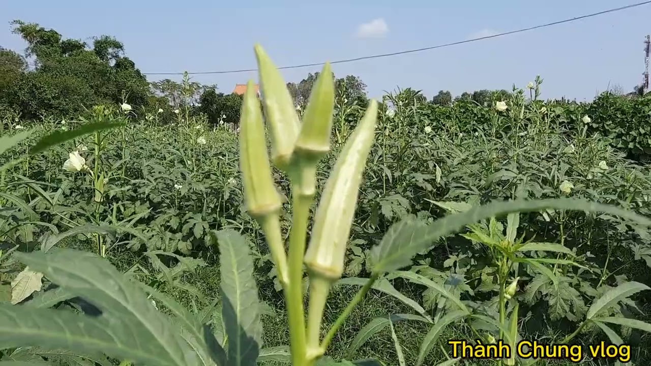 Chia sẽ kỹ thuật chăm sóc cây đậu bắp | Thu hoạch trái rộ và đẹp