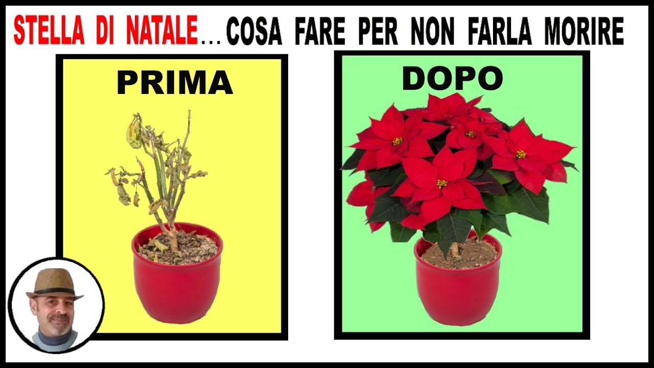 STELLA DI NATALE, COSA FARE PER FARLA DURARE TUTTO L'ANNO, Poinsettia, Cultivo de flor de pascua