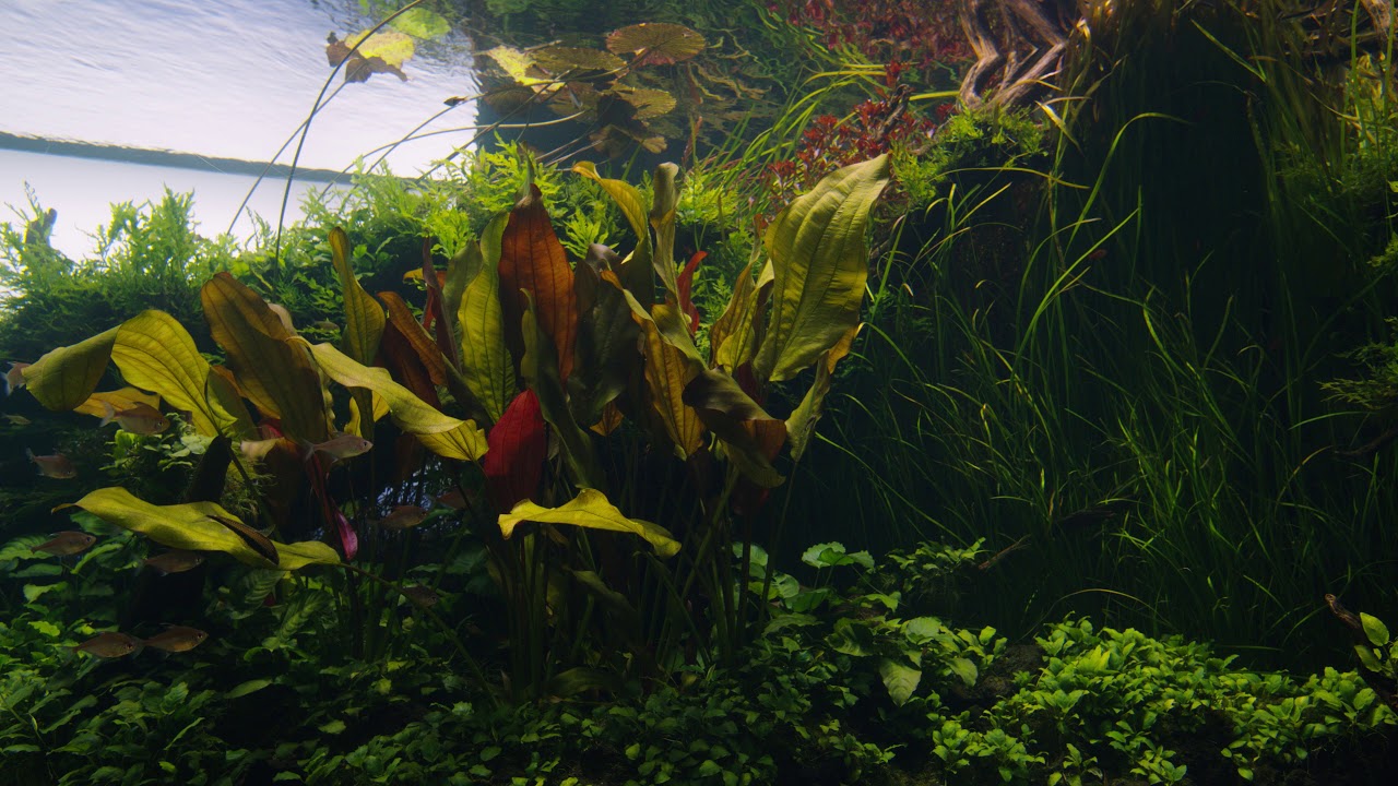 Vídeo Relaxante Florestas Submersas | Oceanário de Lisboa