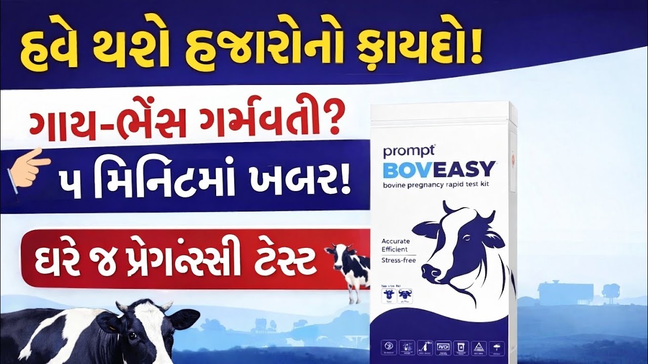 હવે પશુપાલકોને હજારોનો ફાયદો! 🐄 BOVEASY થી ગાય-ભેંસની પ્રેગ્નન્સી ટેસ્ટ ઘરે જ કરો | સંપૂર્ણ માહિતી