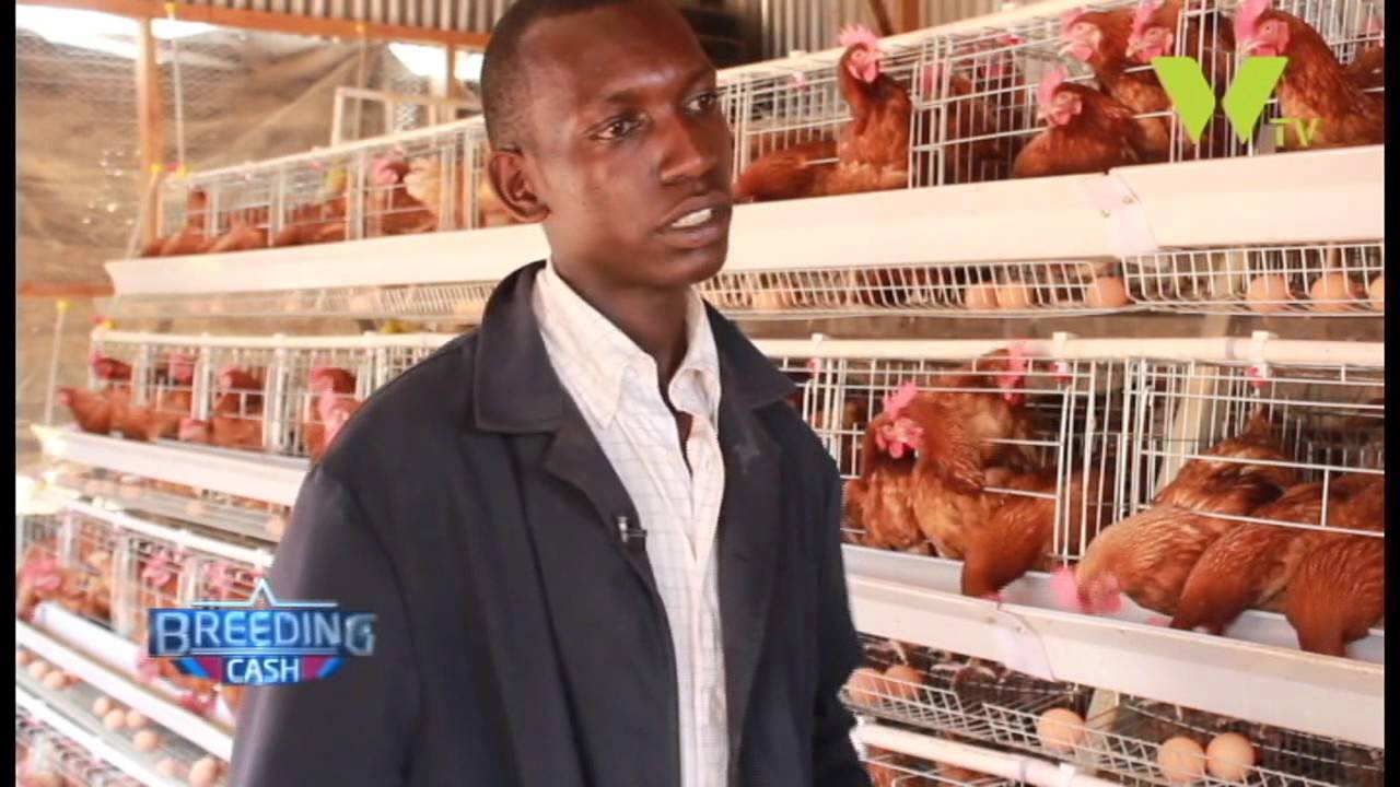BREEDING CASH; POULTRY FARMING USING BATTERY CAGES
