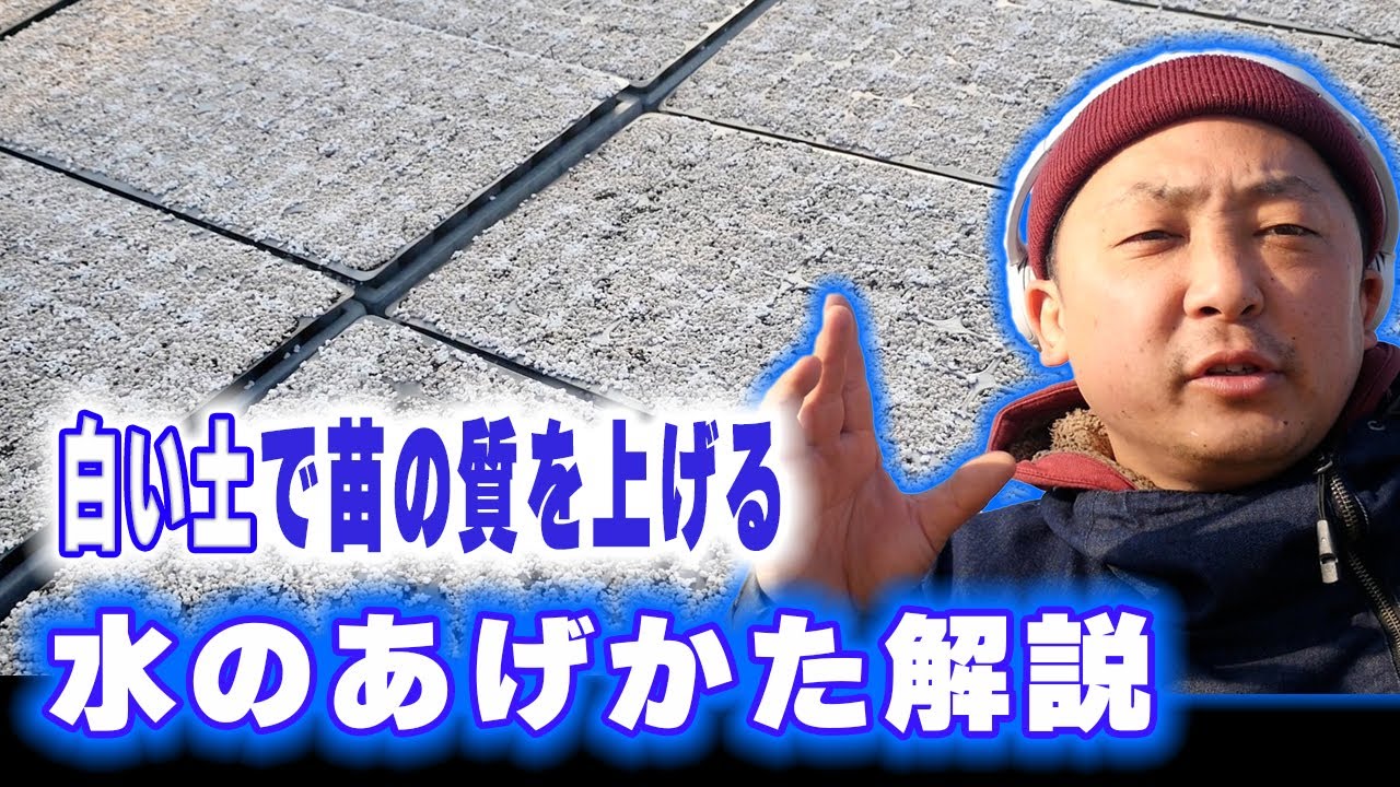 苗のクオリティーをあげる！！灌水方法