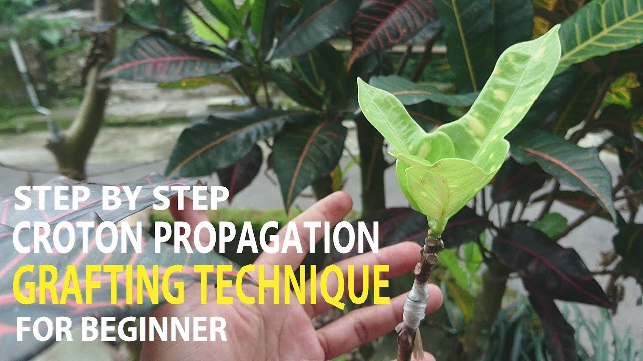 How to graft croton plants (Codiaeum variegatum) different types l Step by step
