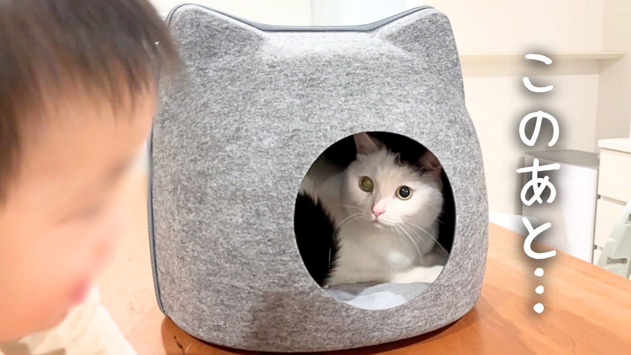 猫に新しいベッドをプレゼントした結果…