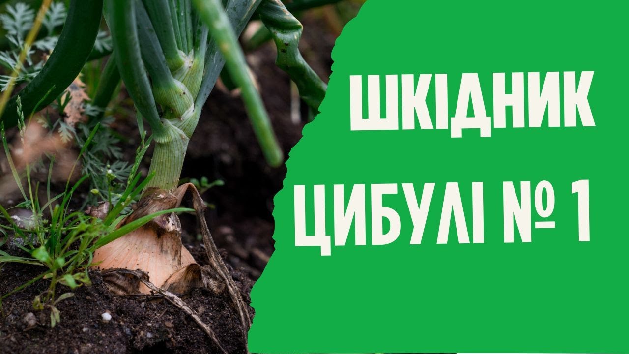 Як позбутися цибулевої мухи?