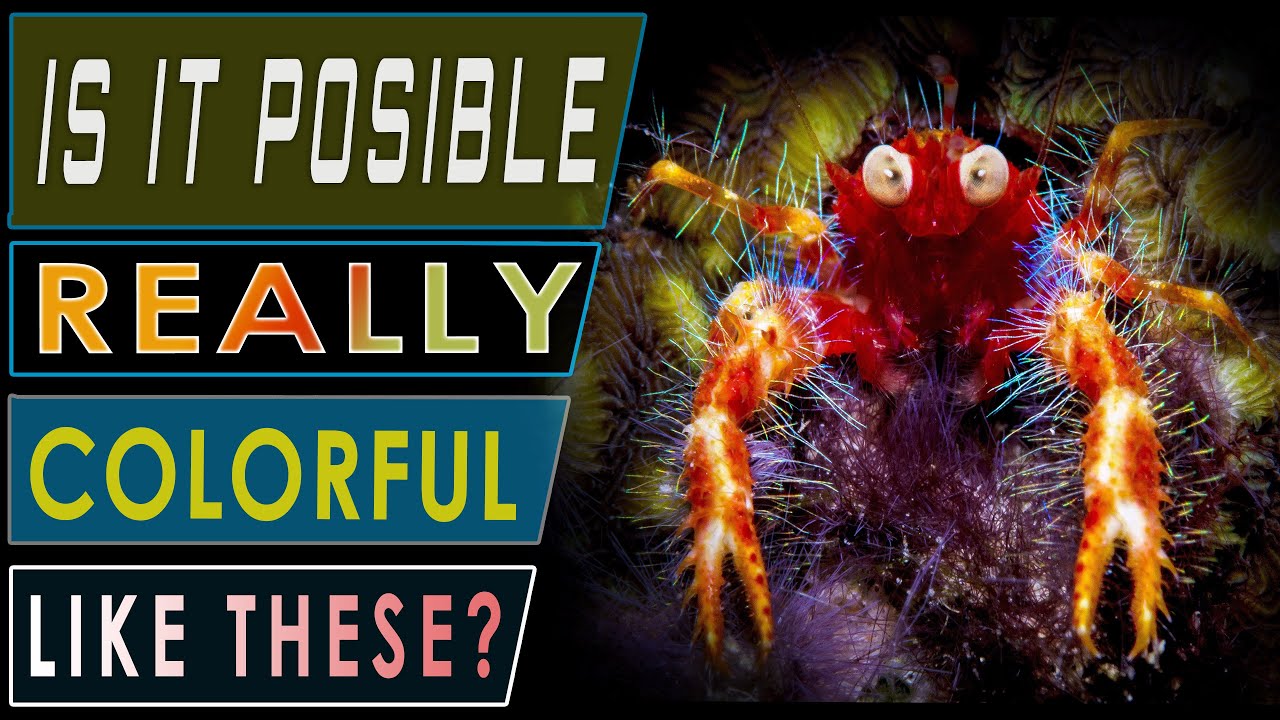 Underwater Macro Photography 【VIBRANT AND COLORFUL WILDLIFE】 Underwater Macro Video - ANILAO DIVING