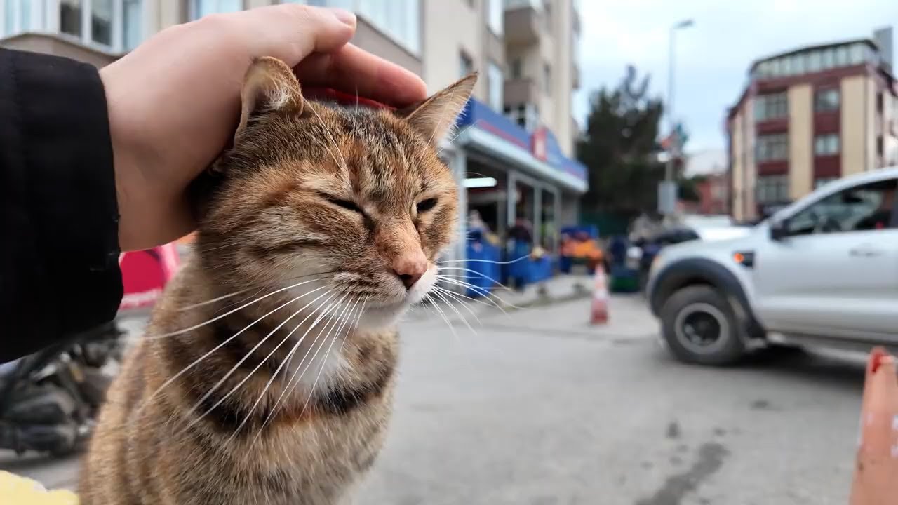 I found this wonderful cat on the street