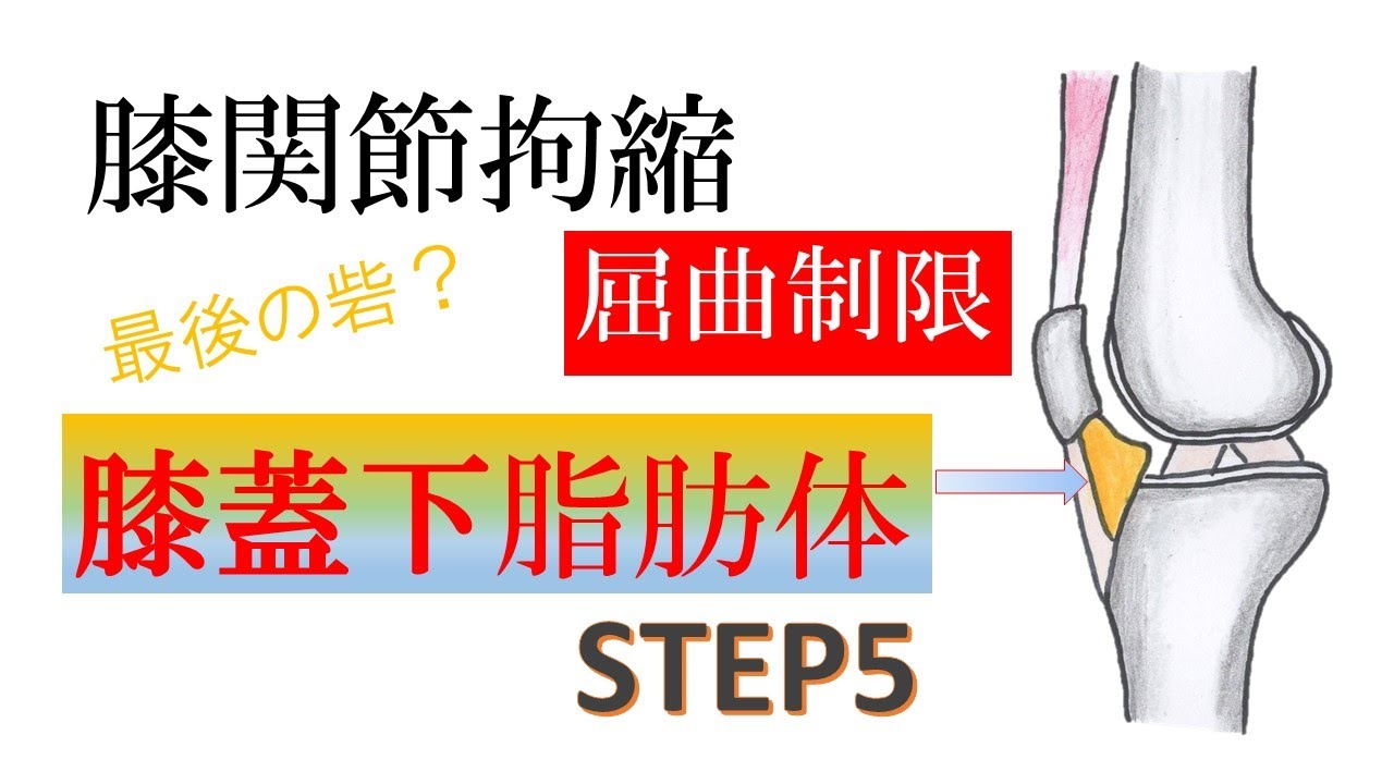 vol.24 膝関節拘縮　屈曲制限　膝蓋下脂肪体　STEP5