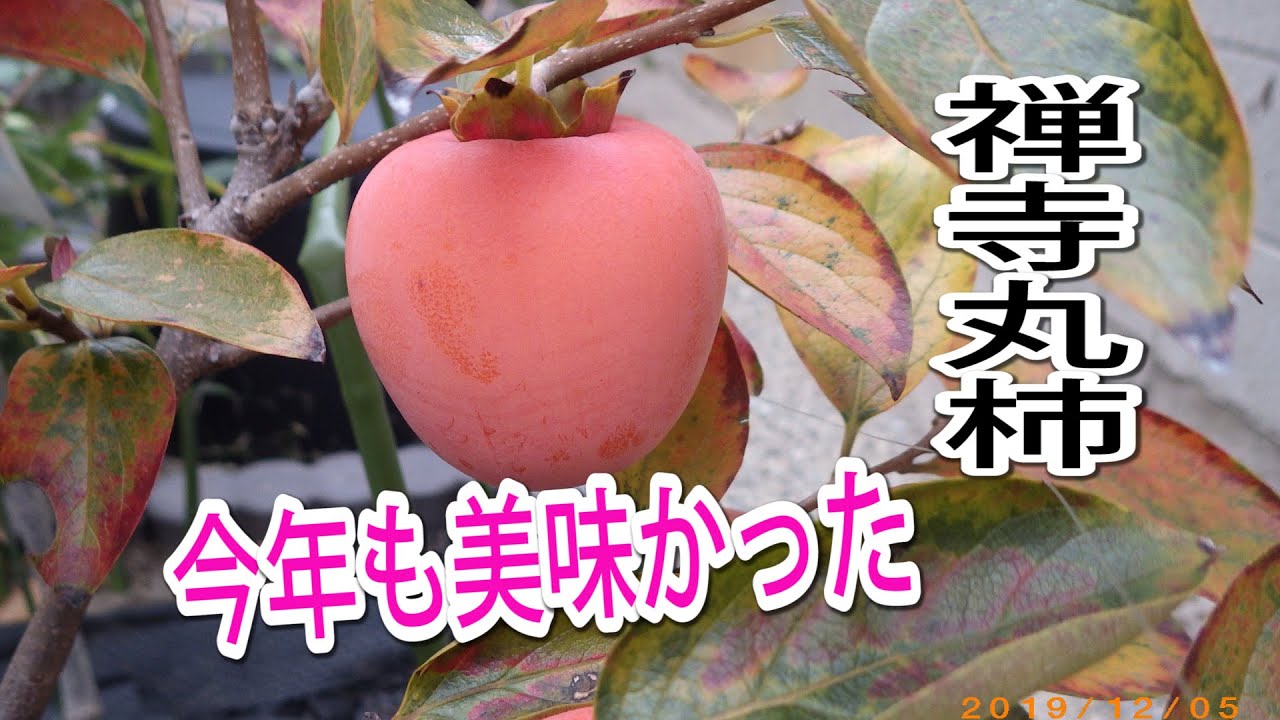 禅寺丸