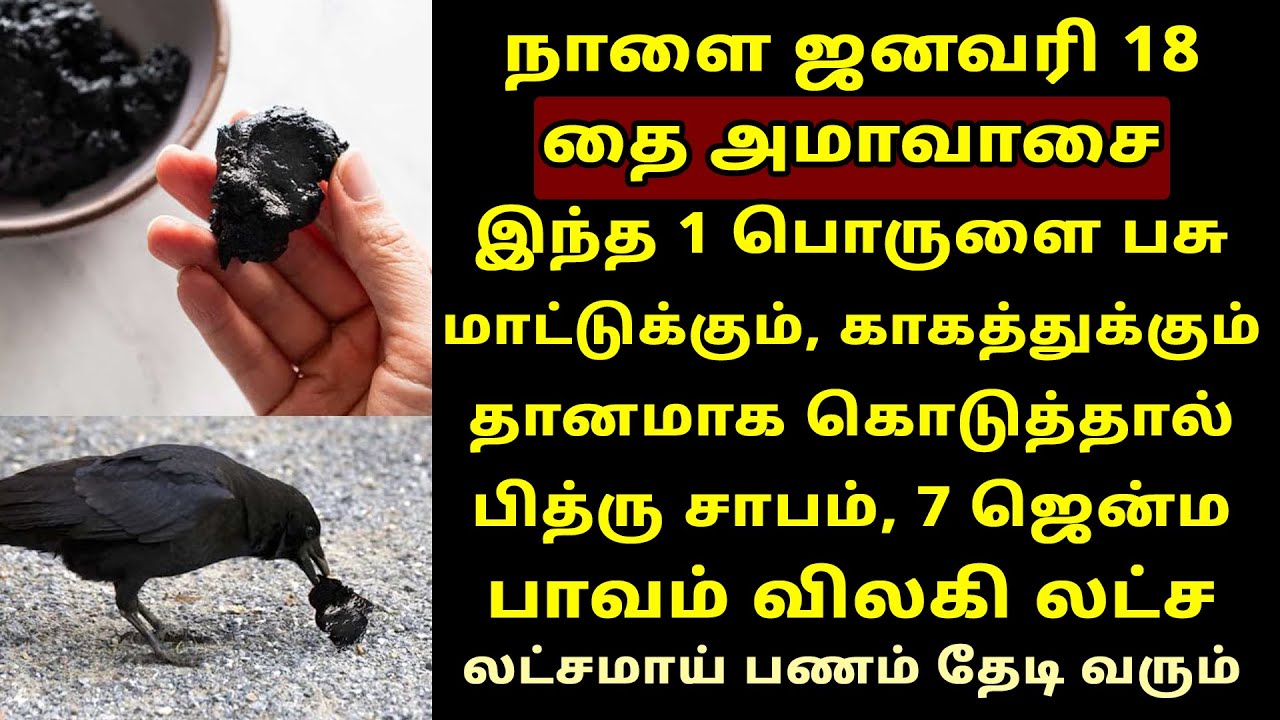 நாளை Jan-18 தை அமாவாசை பசு மாட்டுக்கு காகத்துக்கு இதை தானமாக கொடுங்க! Thai Amavasai 2026